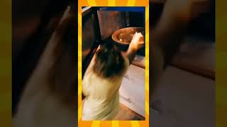 Monkey Funny Moments 2022 Animals Baby