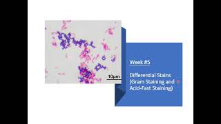 Week 5 Differential Stains