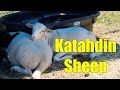 Katahdin Sheep