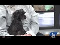 WGAL PAWS AND PALS 523