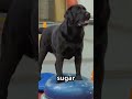 How Service Dogs Predict Their Owner's Seizures