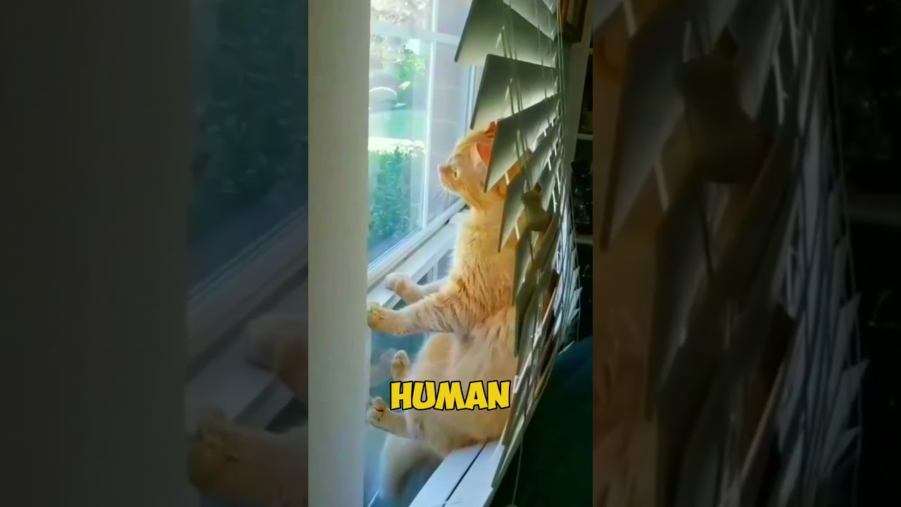 This Country Protects Cats from Loneliness 