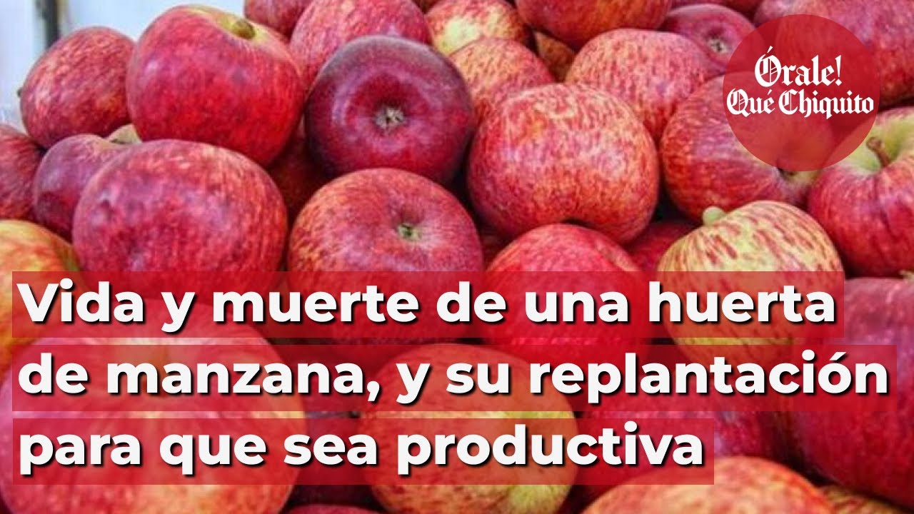 Vida y muerte de una huerta de manzana, y su replantación para que sea productiva