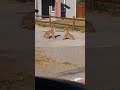 Bobcat Fight