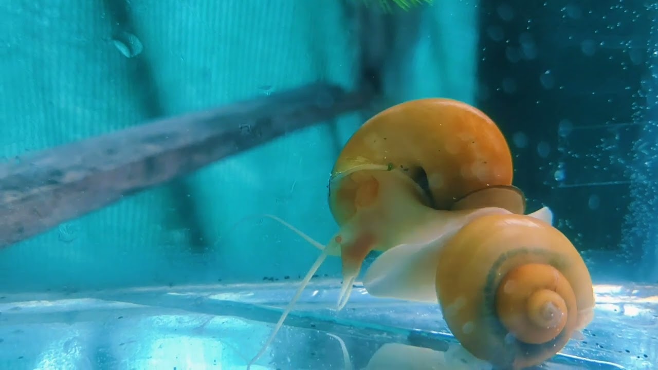 a little info about golden apple snails 🐌 YouTube