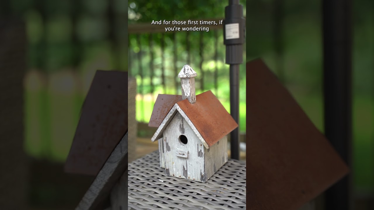 BIRD FEEDER 101 🌿✨🕊️ Frankie Flowers