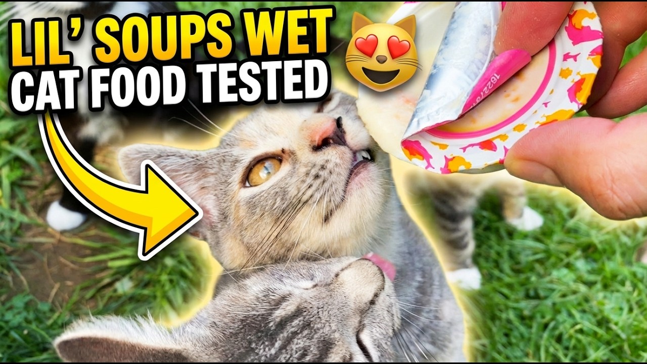 Влажный корм для кошек Friskies Lil Soups с лососем и креветками (протестировано RadFelines)