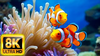 Aquarium 8K VIDEO ULTRA HD ? Beautiful Relaxing Coral Reef Fish - Relaxing Sleep Meditation Music 5