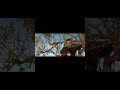 part-9Carter's War:Death for Profit S1 E7 I Wildlife Documentary in Hindi the Animal club #wildlife