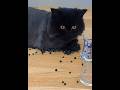 ASMR Cat Reaction – So Satisfying 🐱