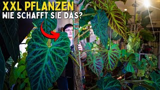 Zimmerpflanzen richtig groß kriegen?  Mit dieser Pflege schaffst sie das! Rankstab / Rankhilfe