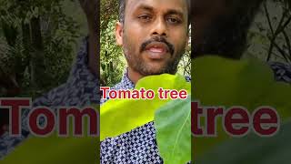 Tree Verities Tomato, टमटर क पड, Tree Tomato In India,