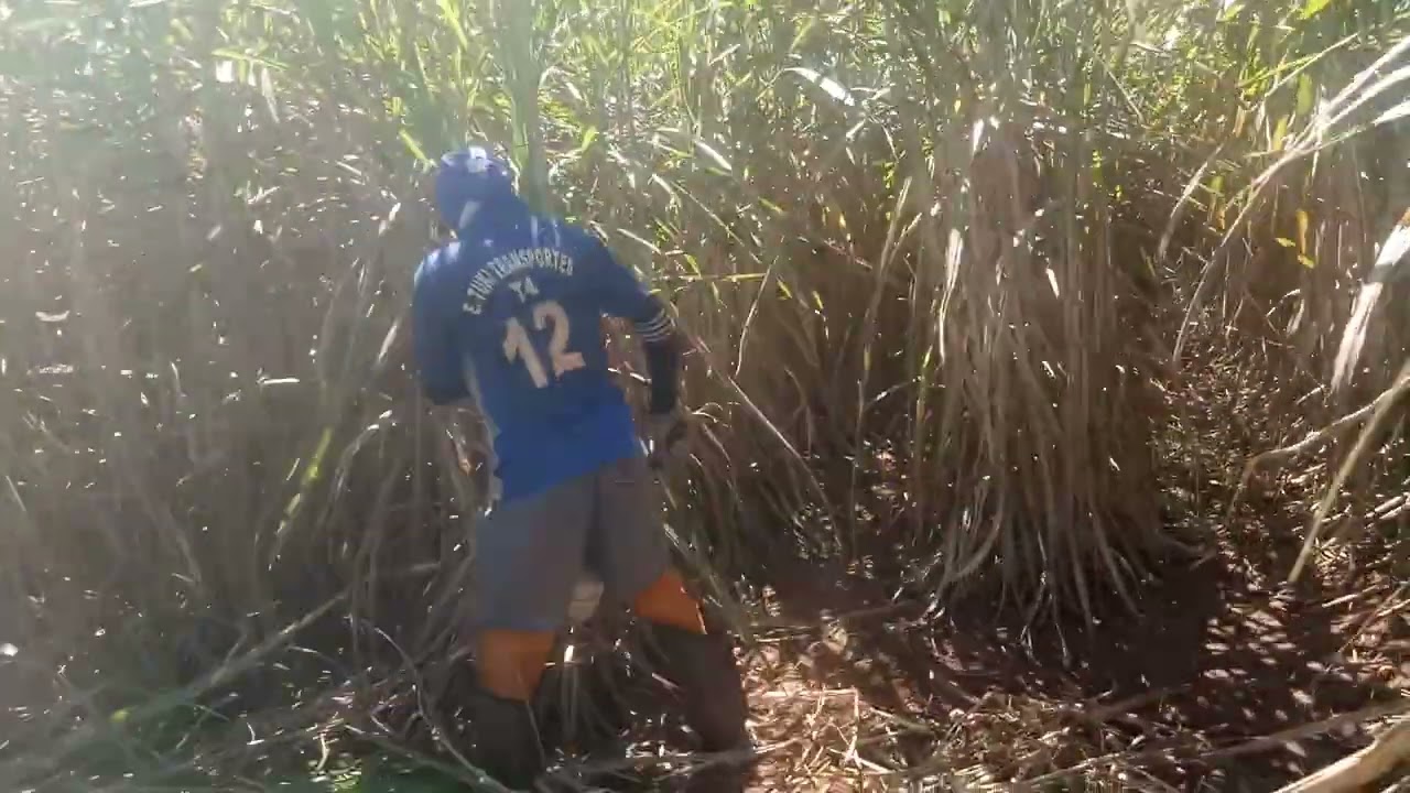 fhiel moura jogando duro na cana em Guariba sp