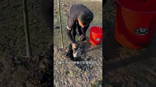 fish collecting&quot;🐬– Came Back with a Surprise!&quot;😲😨#shorts #trending #fishing #fish #food #fishboat