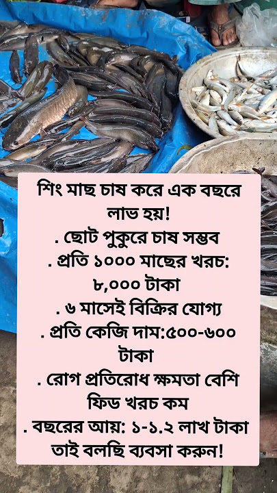 শিং মাছ চাষ করে লাভবান