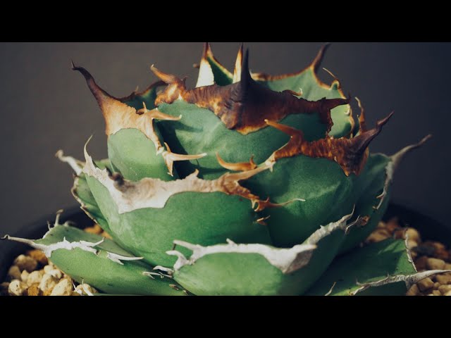 2023/5/3アガベ・チタノタ 黒豹 中｜agave titanota black panther 