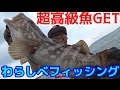 アジを泳がせて幻の高級魚に変えよう！