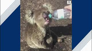 Koala sips water from emergency workers | ABC News