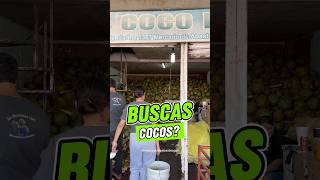 Buscas cocos para vender? aquí te traigo dónde comprarlos #coco #playa #agua