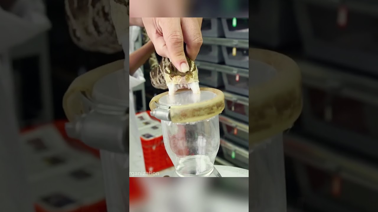 Which Costs More Caviar or Snake Venom 🐍