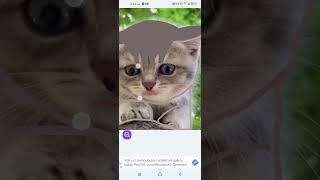 how to make cute cat pictures in the app where you can edit your pictures screenshot 4