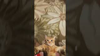 Youtube vid Youtube vid