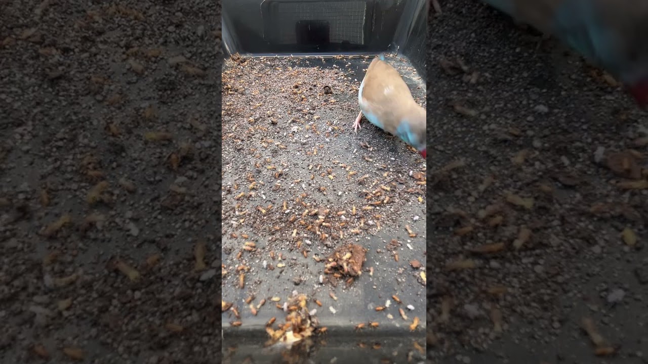 Blue Capped Waxbill Finch enjoying termites and calcium dusted fruit flies
