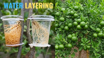 🌿Grow New Lemon Trees Faster by Water Layer Method