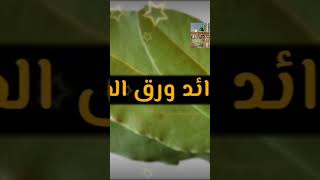 هذه الاوراق لانبات واطاله وتكثيف وتنعيم وتلميع و تنظيف الشعر  تحضير وصفه الشامبو بمطحون اوراق السدر