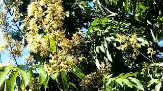 Download Lagu Golden Spring #Apiary JHF MP3