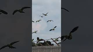 Parakets everywhere. #sarasota #florida #birds