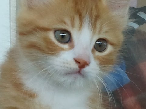 زينو المرجي والمرجي لينا عزف الفنان سامر علو