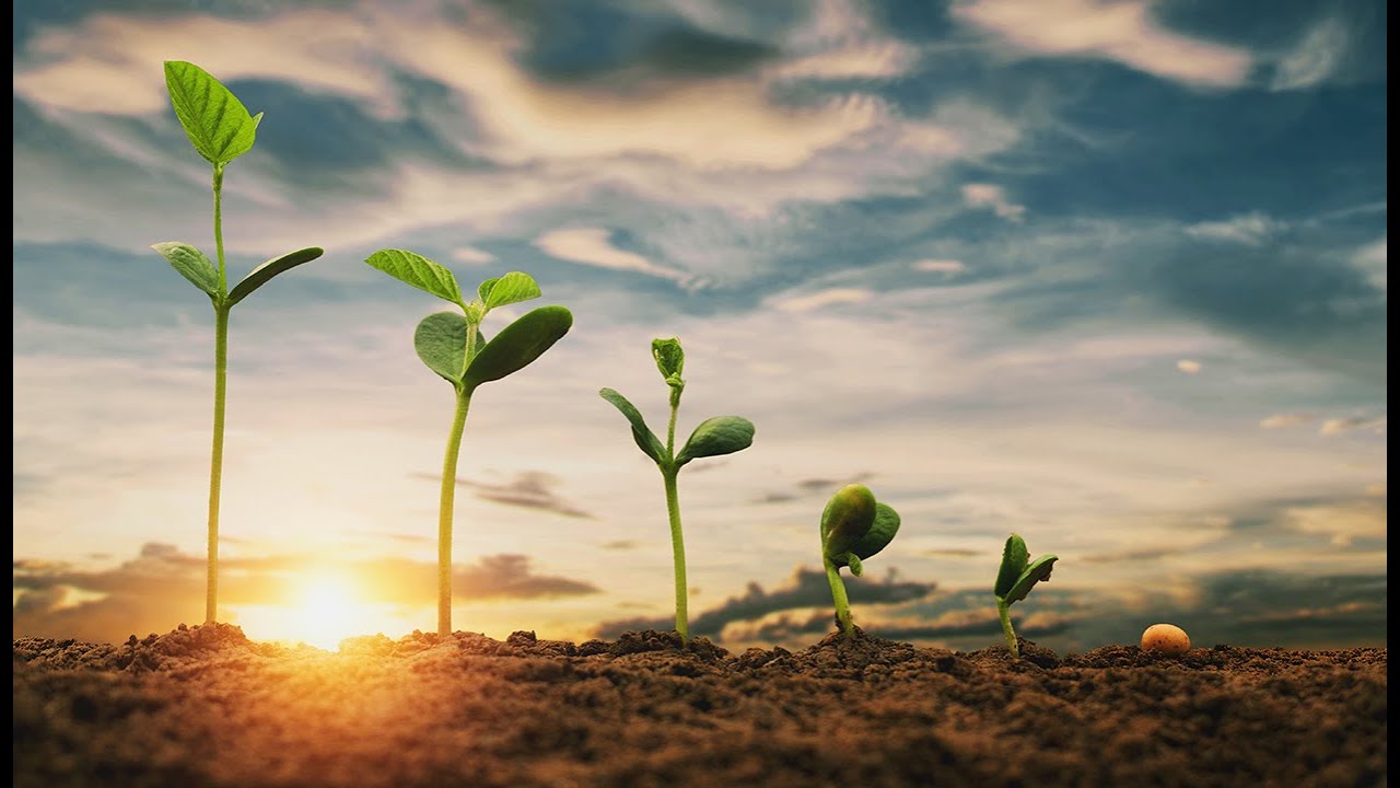 Germinating Seeds Time Lapse Videos Timelapse of a Seed growing YouTube