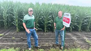 Corn fungicide decisions 7/11/25