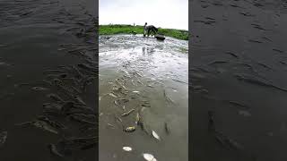 Download Lagu Amazing Dry Season Muddy Water Village Fishing Video #fish #handfish MP3