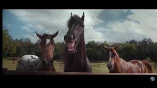 PLAISIR INFINI - vidéo drole ! cheval plein de rire :) screenshot 4
