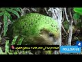 الببغاء الوحيد في العالم الذي لا يمكنه الطيران🦜