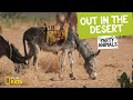 Desert Animals and Environment