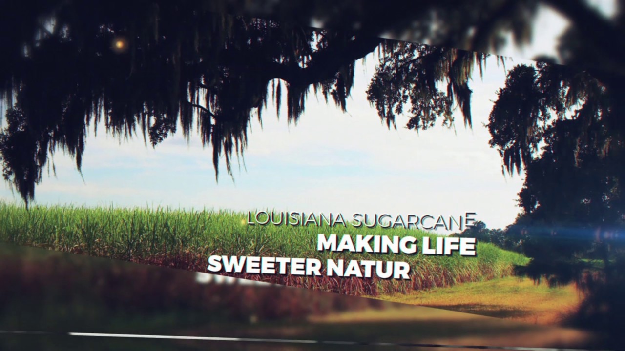 Louisiana Sugarcane 2019