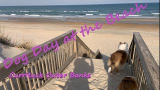 Dog Day at the Beach – Currituck Outer Banks by Dog & The city 495 views 1 year ago 4 minutes, 5 seconds