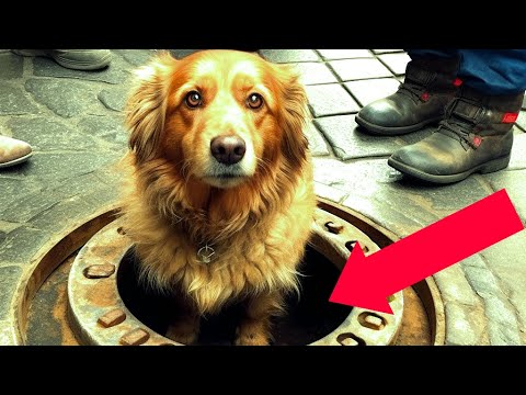 Video: Kummalise käitumisega koerad