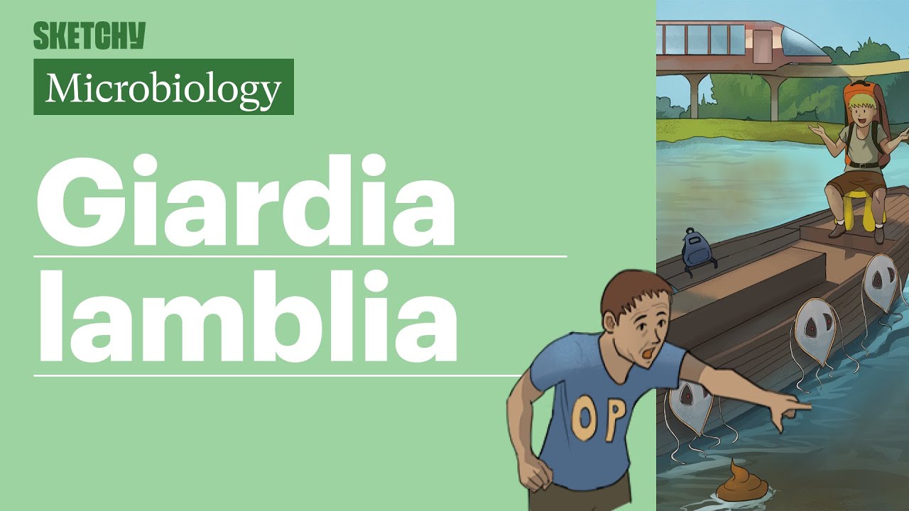Giardia lamblia Lesson Transmission & Treatment (Full Lesson