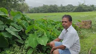 Aadivashi plants by prakash kharvi #aadivasi #aadivasi #dance #tree