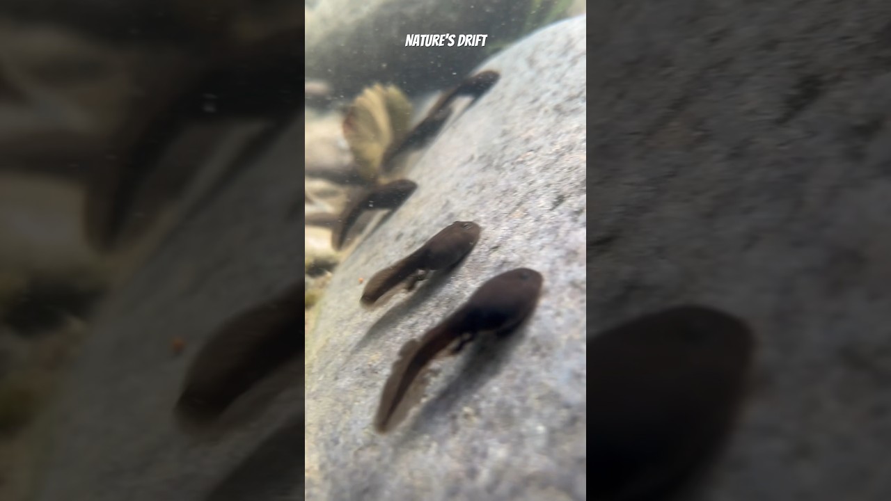 🐸 Grow up! 🐣 Be A Frog 🐸                     