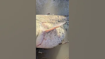 Big Monster Fish Laqqa Baliq Baliqovi Fishing Baliq Baliqovu Carpfishing Fish Laqqa 