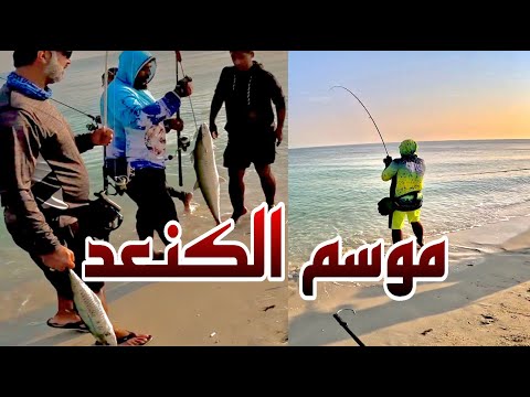 موسم الكنعد في راس تنورة مع الشباب الطيبه