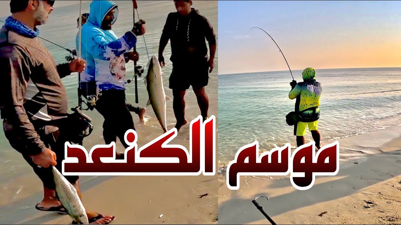 موسم الكنعد في راس تنورة مع الشباب الطيبه