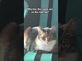 I have this #cute #cat