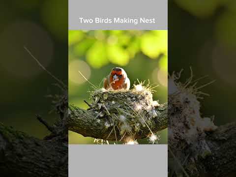 Two birds making nest #forestlife #birdsounds #relaxing #colormixingmagic #kitchenchores