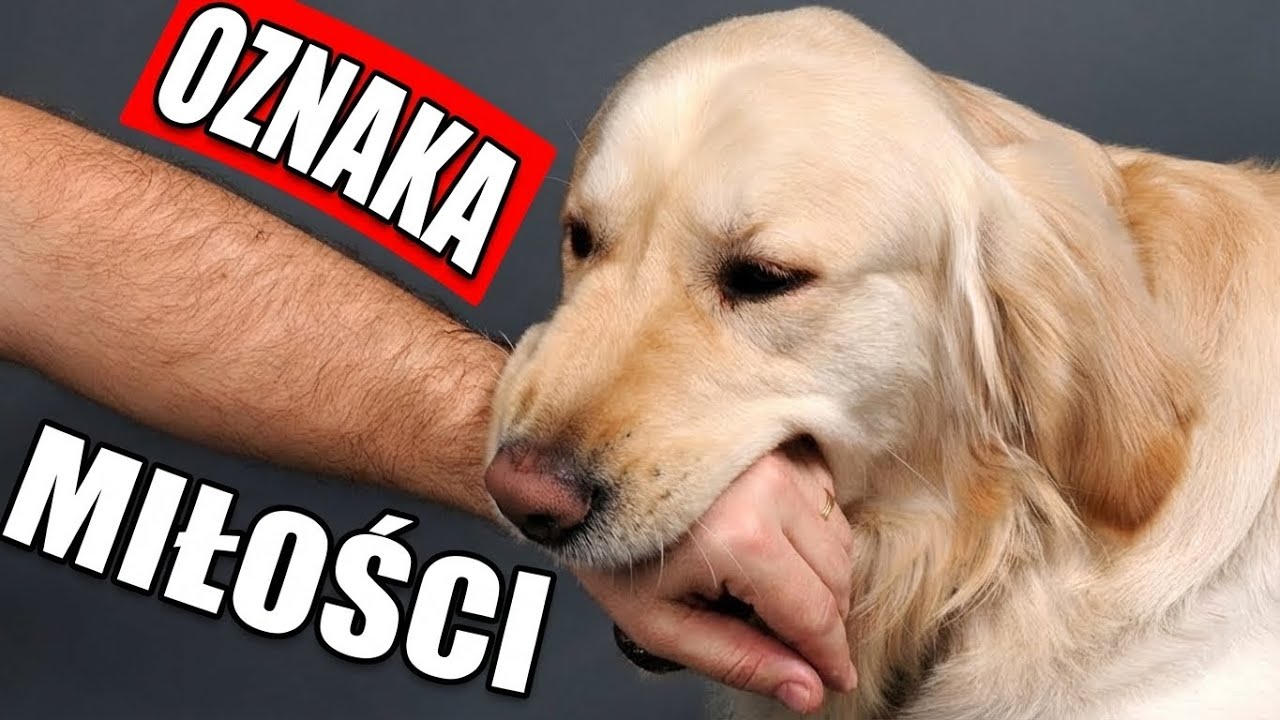 7 Oznak, Że Twój Pies Się Z Tobą Zbondował (Nie Każdy Właściciel Psa)